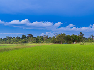 Paddy rice farm