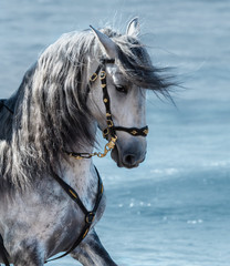 Fototapeta premium Portrait close up Spanish purebred gray horse with long mane