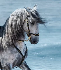 Foto op Plexiglas anti-reflex Portret close-up Spaans rasecht grijs paard met lange manen © Kseniya Abramova