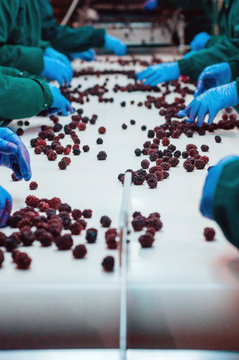 Process of producing frozen fruits. Work on assembly line.