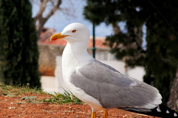 Seagull close shot and resting on dock. Seagull standing on the grass and rest with a beautiful natural environment in the background. Seagull close shot and posing of the camera.