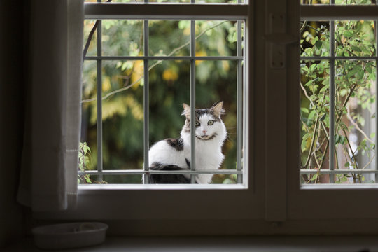 Siberian cat sitting out of the window and looking inside straight at camera