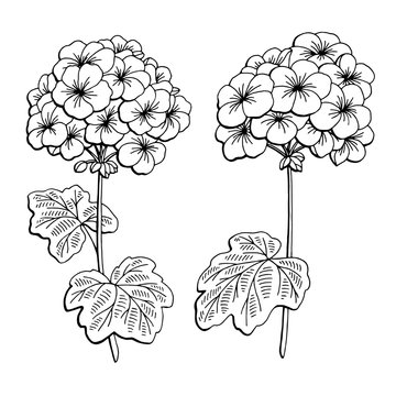 Geranium flower graphic black white isolated sketch illustration vector