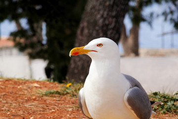 Seagull close shot and resting on dock. Seagull standing on the grass and rest with a beautiful natural environment in the background. Seagull close shot and posing of the camera.