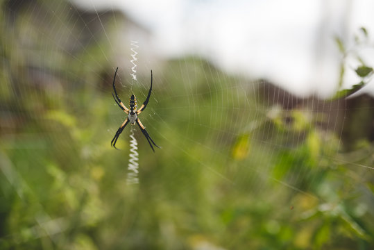 A spider with a view