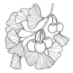 Vector branch with outline Gingko or Ginkgo biloba tree. Bunch with leaf and fruit isolated on white background. Gymnosperms relict plant in contour style for exotic summer design and coloring book.