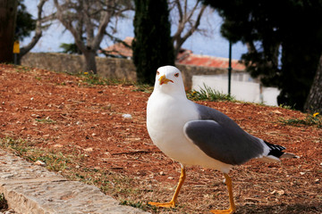 Obraz premium Seagull close shot and resting on dock. Seagull standing on the grass and rest with a beautiful natural environment in the background. Seagull close shot and posing of the camera.
