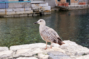 Young seagull resting on dock. Young seagull perched and standing on sea stone wall. Juvenile seagull. Young marine bird. Brown seagull in the background of the beach, buildings and the sea.