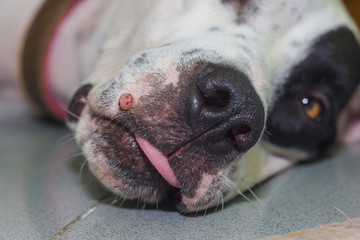 Lying English pointer mix phenotype white dog in black dots portrait close-up with big wart on the muzzle close-up - obrazy, fototapety, plakaty