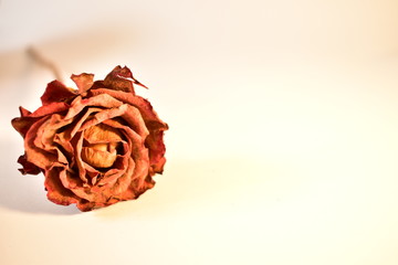 Róża © widzisz1988