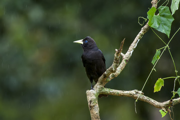 Red-rumped Cacique