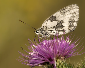 Schachbrettfalter auf Distel