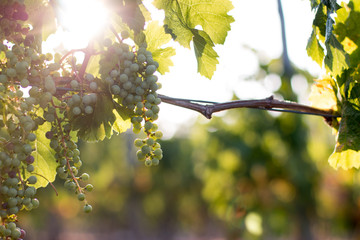 Weintrauben an Weinrebe, Chianti, Toskana