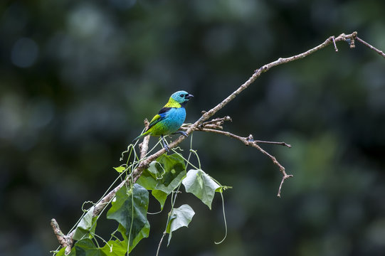 Green-headed Tanager