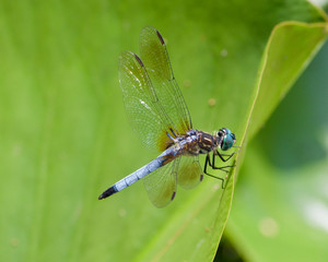 Dragonfly on a lilly pad