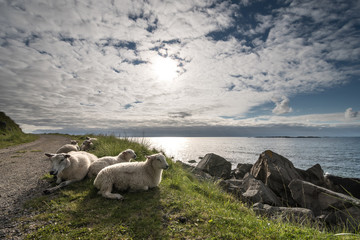 Obraz premium Schafe am Uttakleiv Beach, Lofoten, Norwegen