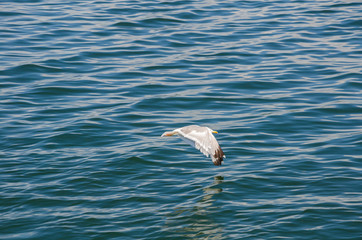Чайка летит низко над поверхностью моря