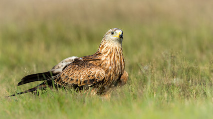 Red Tailed Kite / Hawk on the ground in a green grass field.