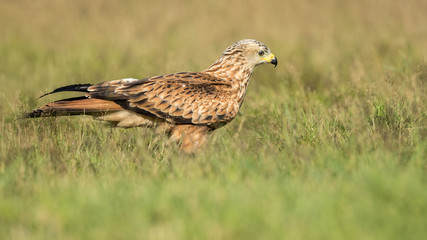Red Tailed Kite / Hawk on the ground in a green grass field.