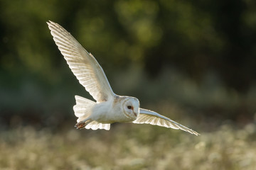 Obraz premium Back lit Barn owl in flight over English wild flower meadow with green foliage in the background.
