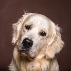 Hundeportrait