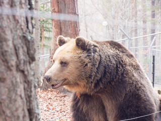 Wildlife bears sanctuary in Belitsa, Bulgaria