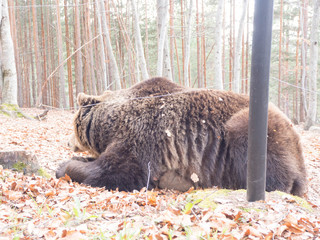 Wildlife bears sanctuary in Belitsa, Bulgaria