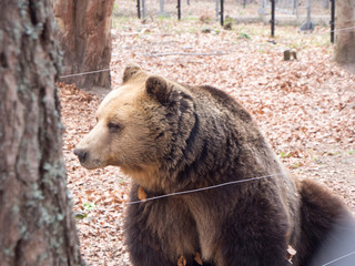 Wildlife bears sanctuary in Belitsa, Bulgaria