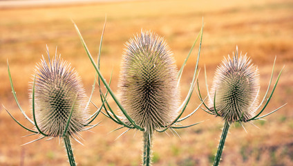 Obraz premium Distel