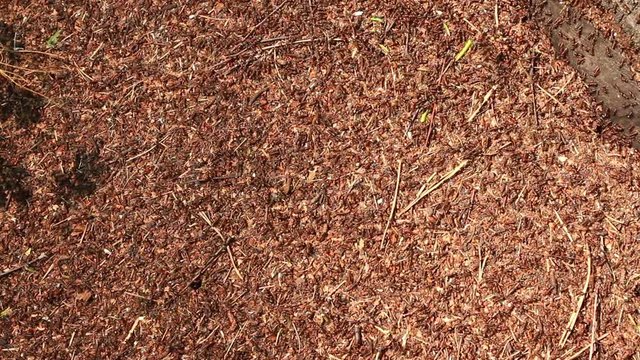 Thousands of ants moving on their ant footpaths overview. Good organized  traffic of ants. Lockdown. The top view.