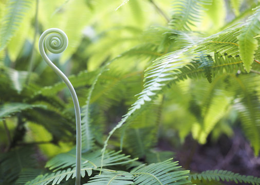 Close-up of tendril by ferns