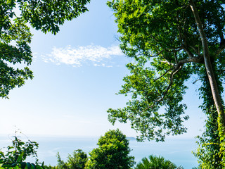 Fototapeta premium Looking up into the blue sky through a forest
