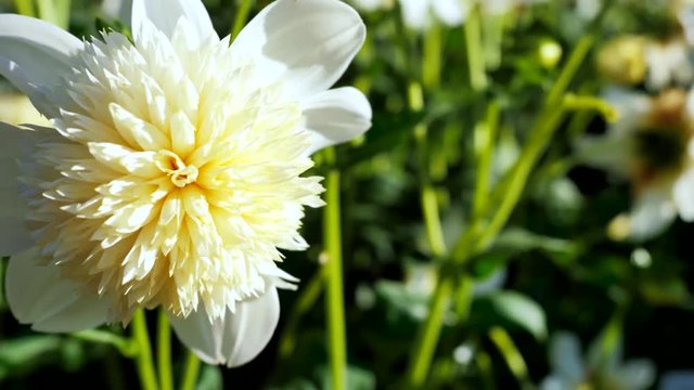 White flowering chrysanthemum close-up. (2)