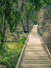 Fototapeta premium Pathway bridge in the woods. Green forest