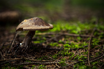 Brauner Pilz im Wald, Waldboden mit Moos