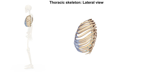 Skeleton_Thoracic skeleton_Lateral view