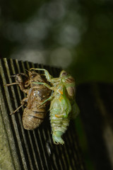 Cigale befreit sich aus ihrer Larvenhülle