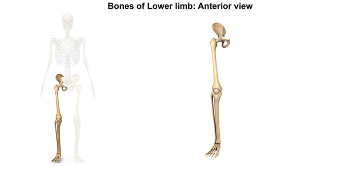 Skeleton_Lower limb_Anterior view