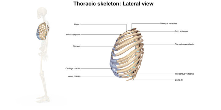 Skeleton_Thoracic skeleton_Lateral view