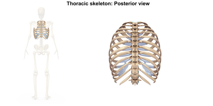 Skeleton_Thoracic skeleton_Posterior view