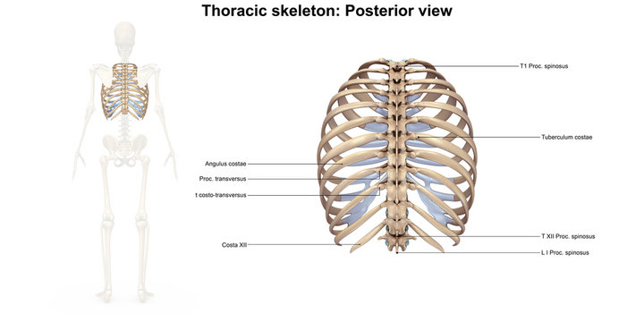 Skeleton_Thoracic skeleton_Posterior view
