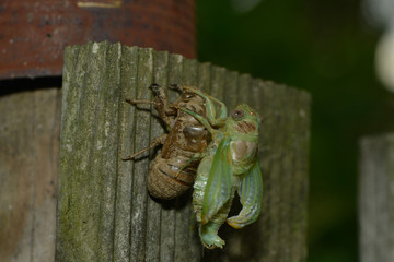 Cigale befreit sich aus ihrer Larvenhülle