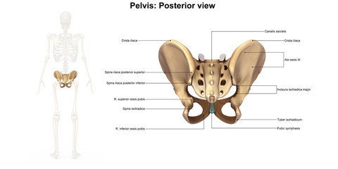 Skeleton_Pelvis_Posterior view