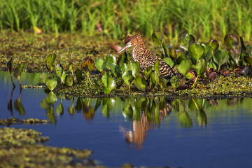 Rufescent Tiger-Heron