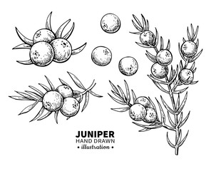 Juniper vector drawing. Isolated vintage illustration of berry on branch. Organic essential oil engraved style sketch. - obrazy, fototapety, plakaty
