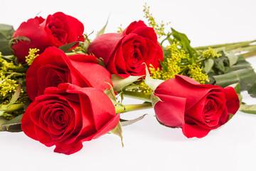 Red roses on white background