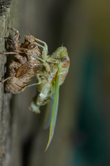 Cigale befreit sich aus ihrer Larvenhülle
