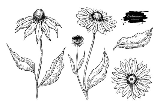 Echinacea vector drawing. Isolated purpurea flower and leaves. Herbal engraved style illustration.