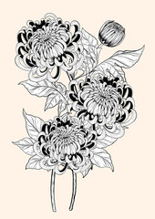 Obraz premium Chrysanthemum vector on brown background.Chrysanthemum flower by hand drawing.Floral tattoo highly detailed in line art style.Flower tattoo black and white concept.