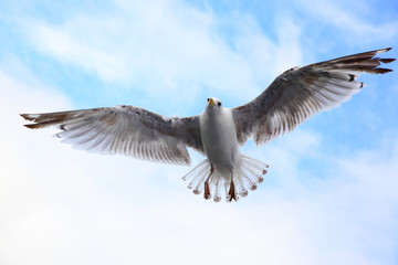 Flying sea-gull